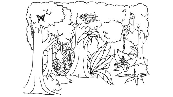 Дуб раскраска