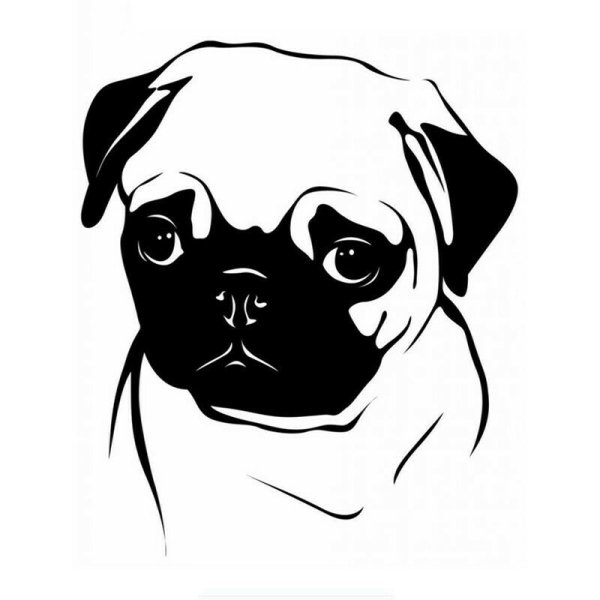 Мопс черно белый