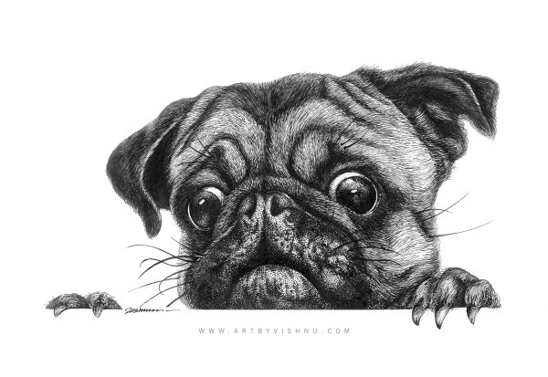 Пти брабансон вектор