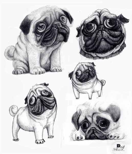 Мопс эскиз