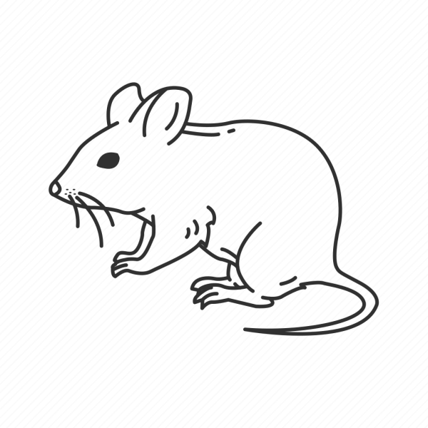 Мышь раскраска