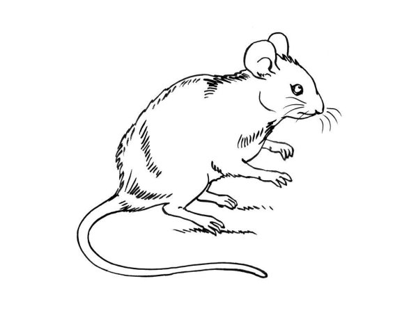 Мышка раскраска для детей