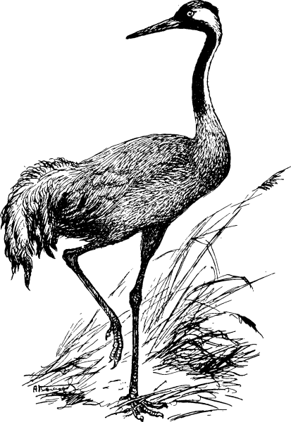 Журавль раскраска