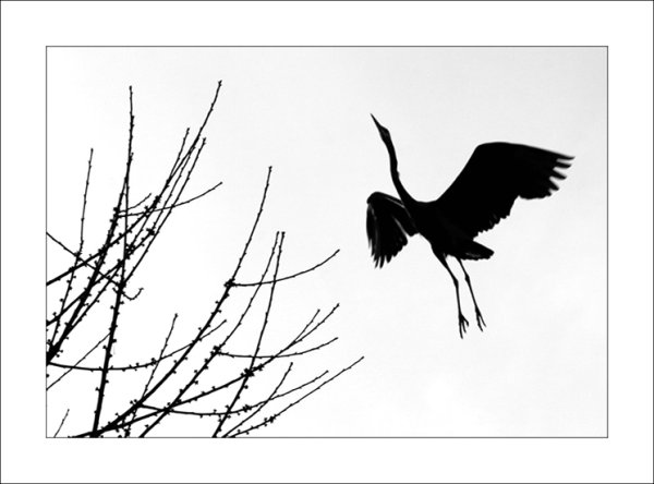 Силуэт журавля в полете