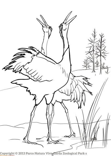 Серый журавль раскраска