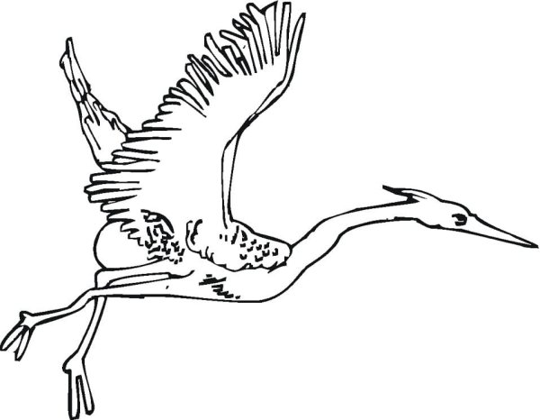 Журавль в полете