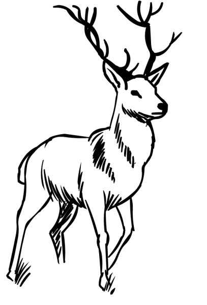 Олень рисунок