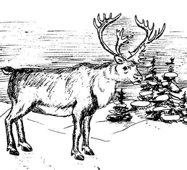 Голова оленя раскраска
