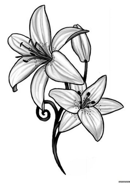 Тату лилии эскизы