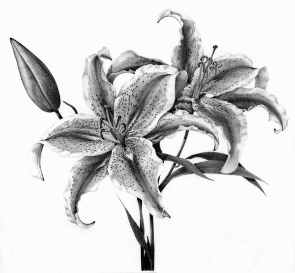 Стилизованная Лилия