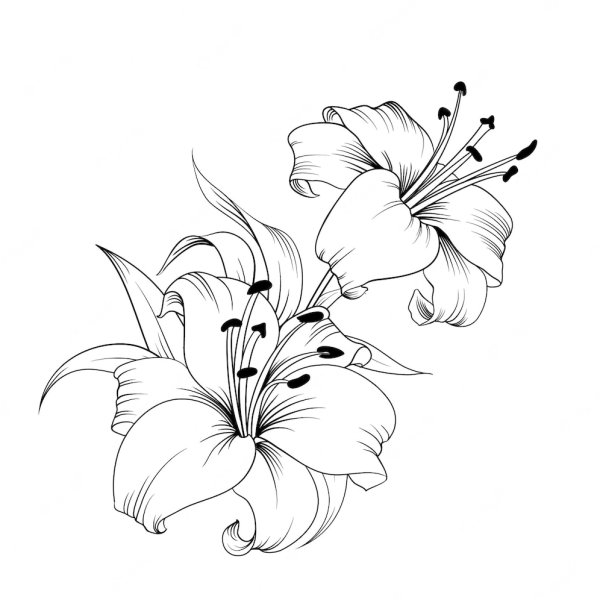 Лилия эскиз контур