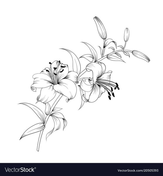 Лилии угловые контурный