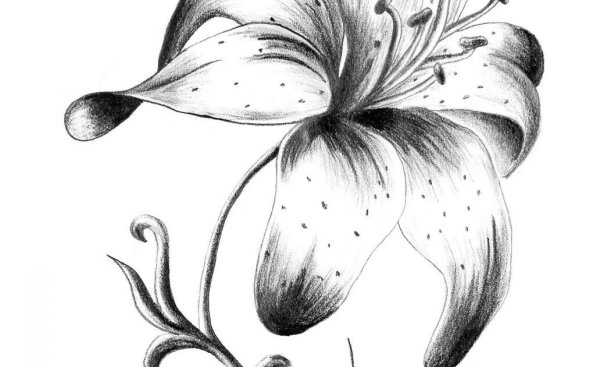 Лилия эскиз