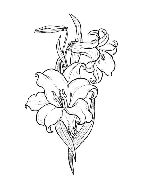 Лилия эскиз