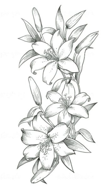 Лилия тату эскиз