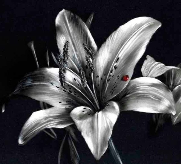 Лилия черно белая