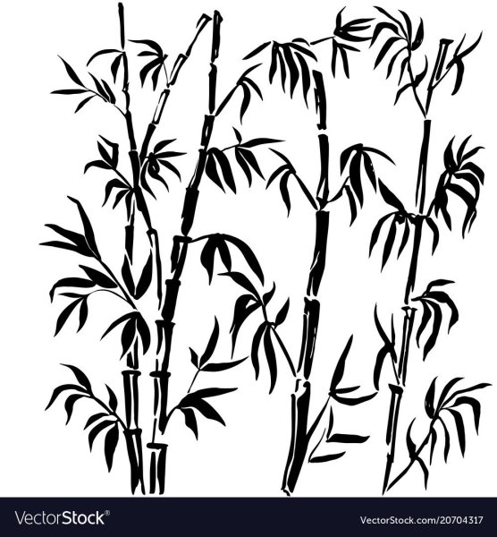 Бамбук рисунок