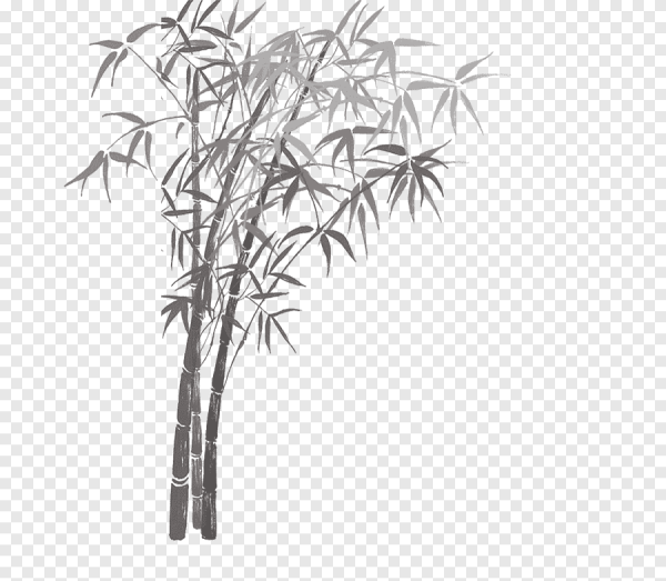 Бамбук Графика