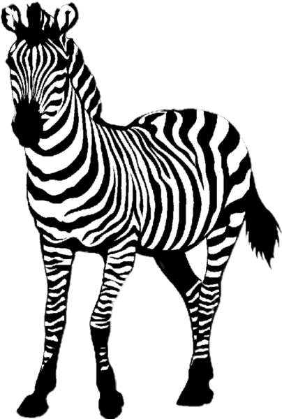Зебра черно белая