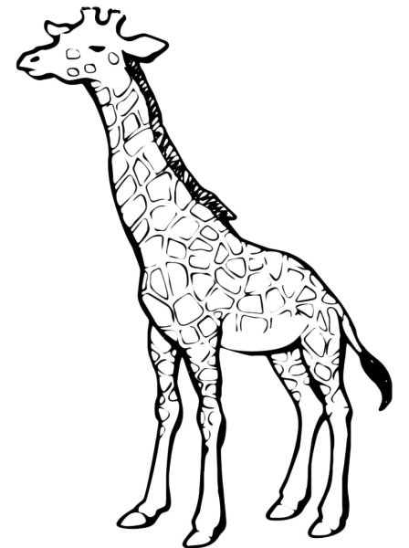 Контур жирафа для детей