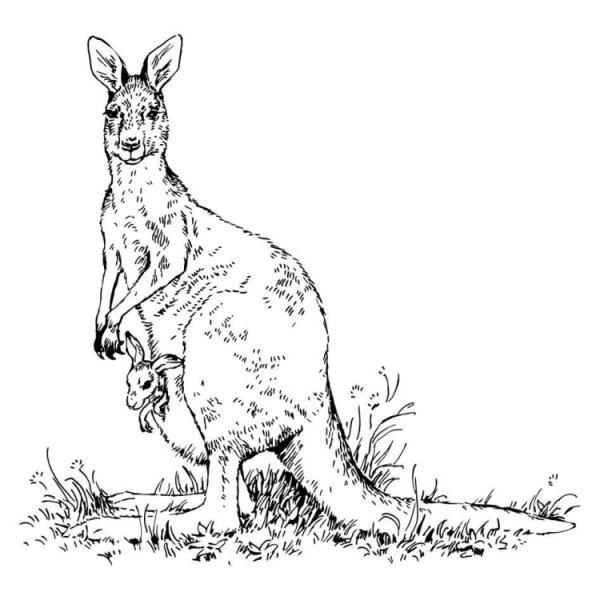 Кенгуру черно белое