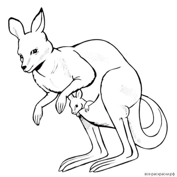 Разукрашка сумчатые животные