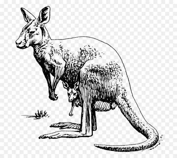 Кенгуру сумчатый рисунок