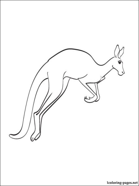Кенгуру рисунок раскраска
