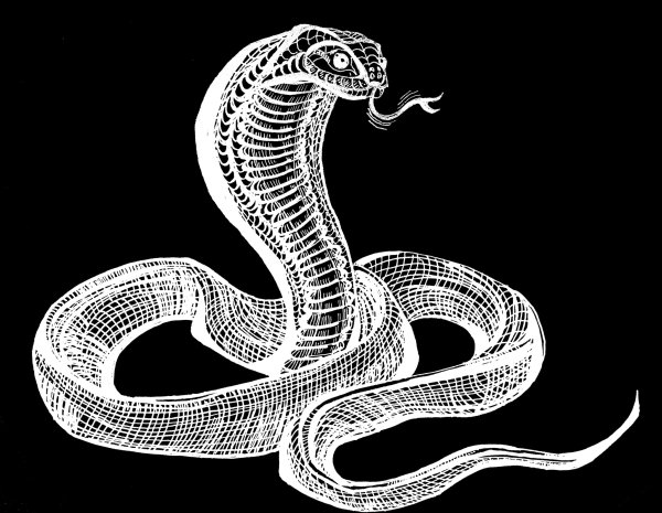 Графическое изображение кобры