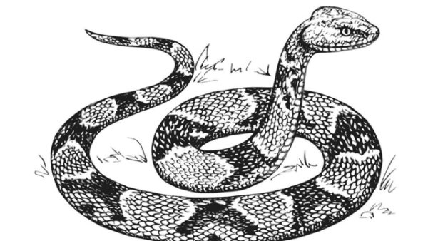 Гадюка обыкновенная раскраска