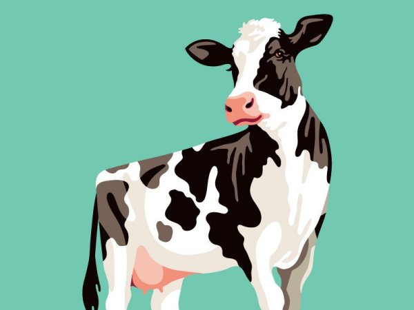 Раскраска корова