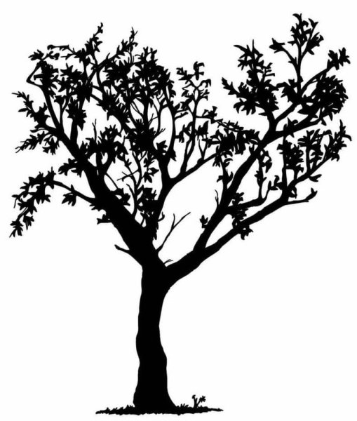 Силуэт дерева на прозрачном фоне