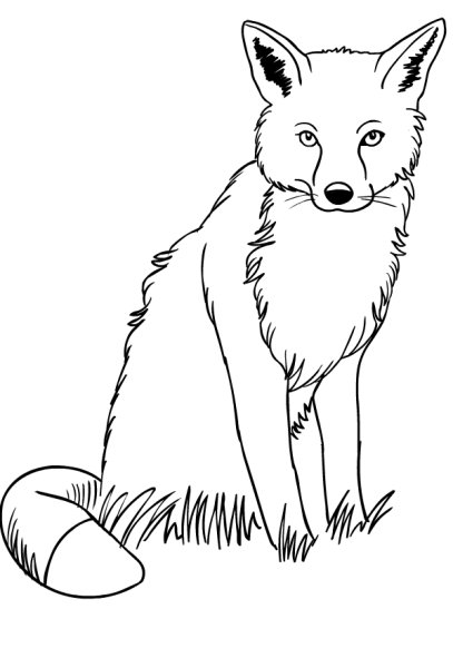 Лиса раскраска для детей