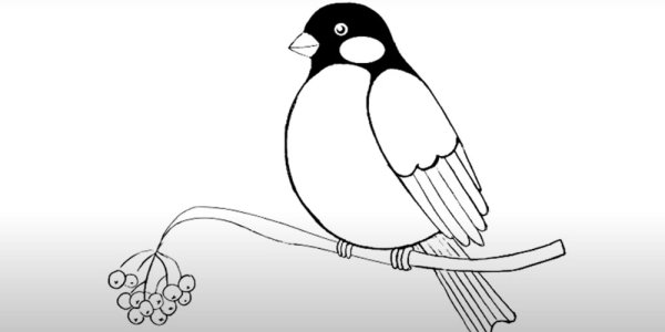 Снегирь на ветке раскраска