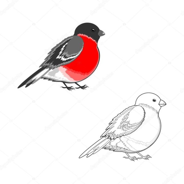 Снегирь черно белый