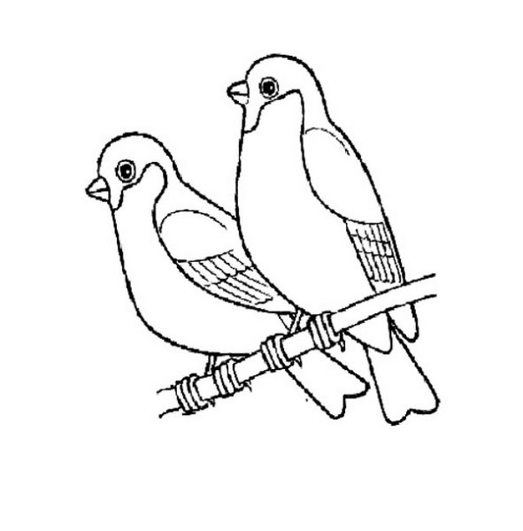 Снегирь на ветке раскраска