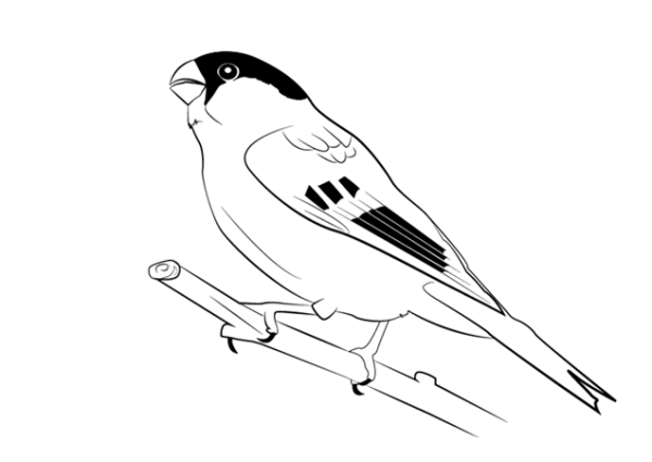 Снегирь черно белый