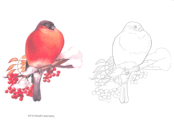 Снегирь на ветке раскраска