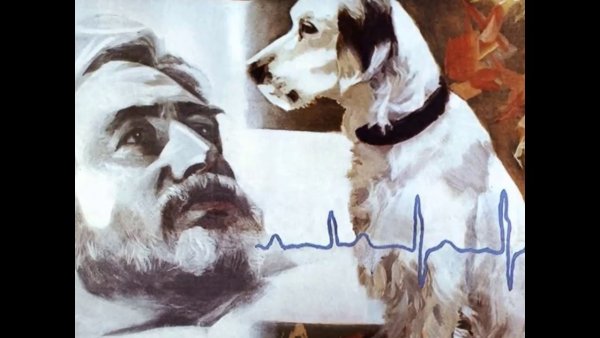 Иллюстрации к произведению белый Бим черное ухо