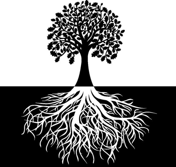 Корни дерева черно белые