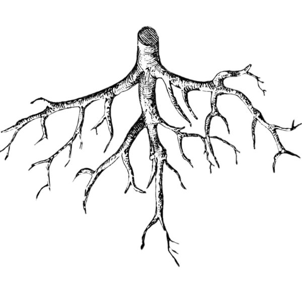 Корни дерева