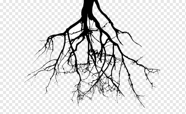 Корни вектор