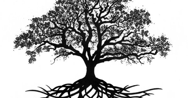 Красивый силуэт дерева