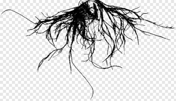 Корни на прозрачном фоне