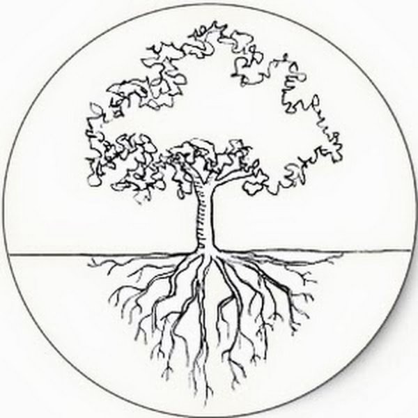 Корни дерева