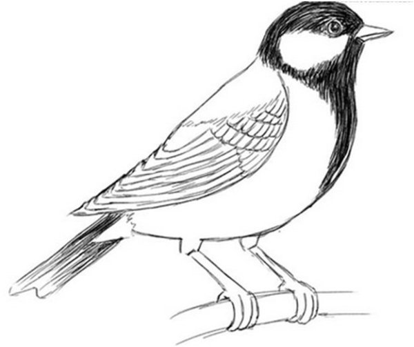 Раскраска птицы синица