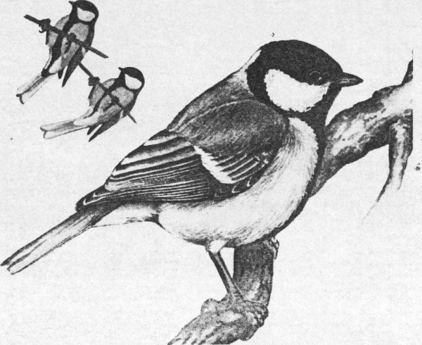 Обыкновенная лазоревка рисунок