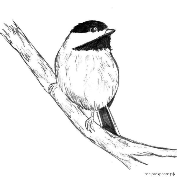 Синичка черно белая