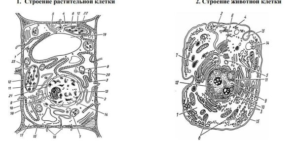 Строение растительной и животной клетки без подписей