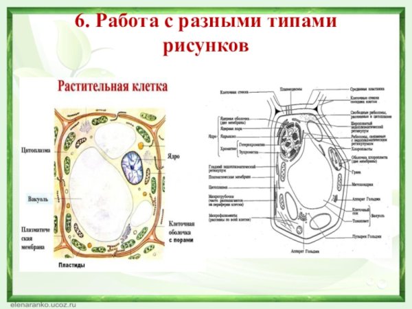 Строение растительной клетки ЕГЭ биология